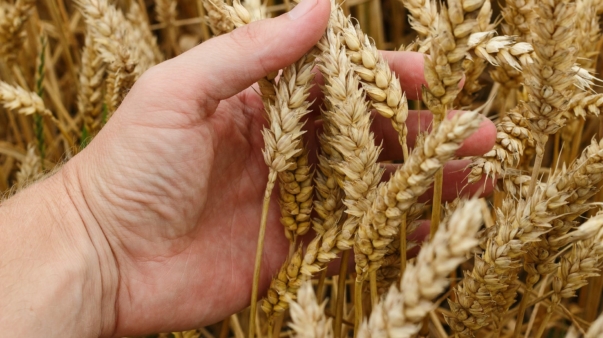 wheat-1530321_1920