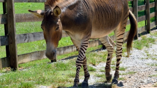 shutterstock_1029133960