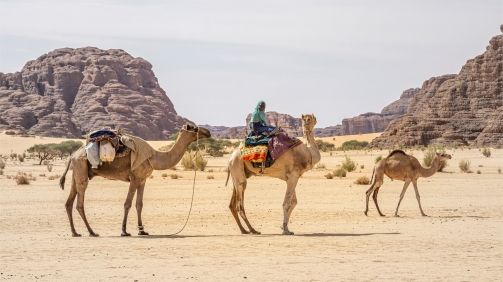 shutterstock_1479495848