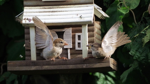 sparrows-3858827_1280