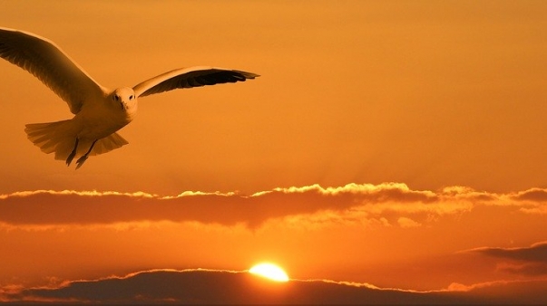 gull-1090835_1280