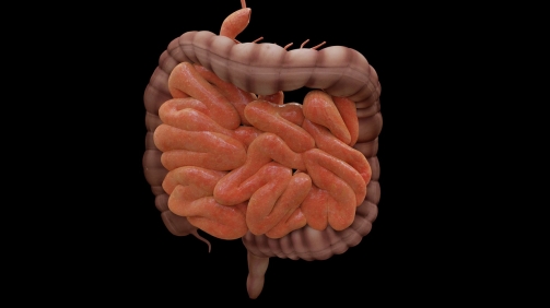 intestine-4413737_1280