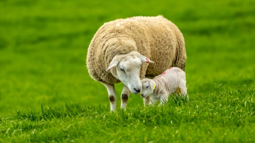 shutterstock_1370915132