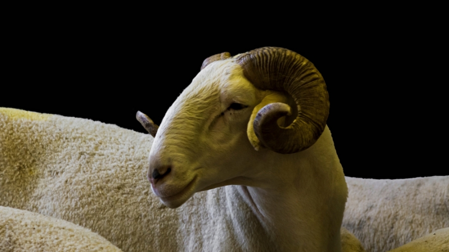 shutterstock_1415873150