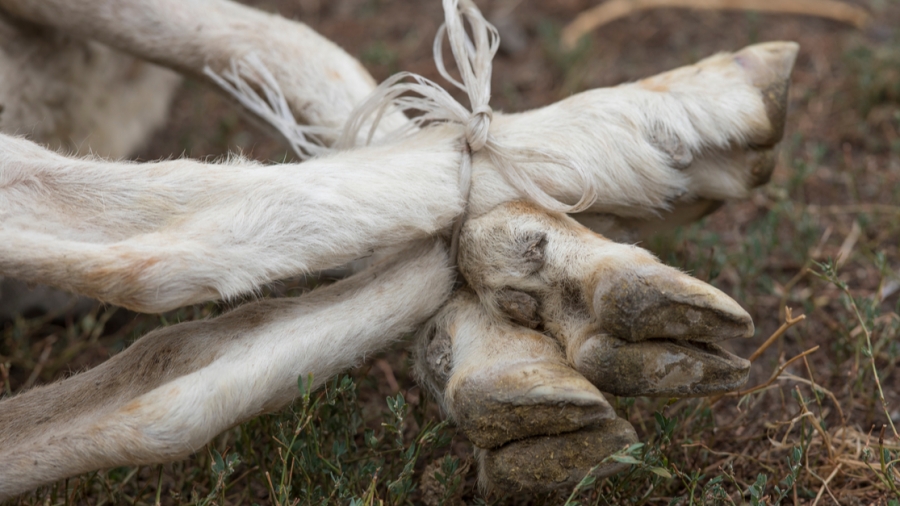 shutterstock_1480427600