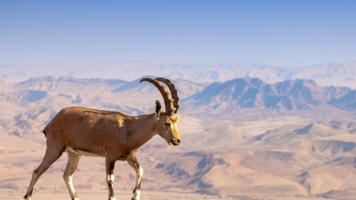 shutterstock_138530423