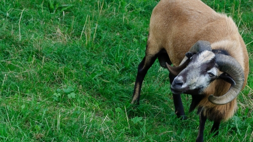 paarhufer-2593214_1280