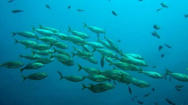 school-of-fish-756460_1280