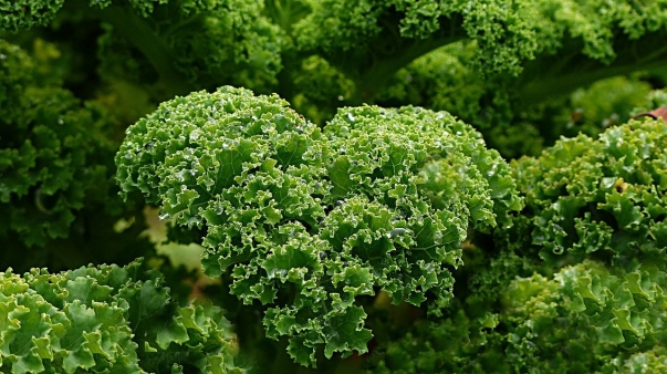 Kale