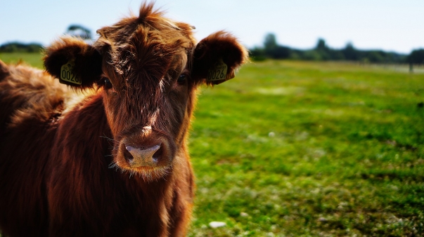 bull-1596629_1280