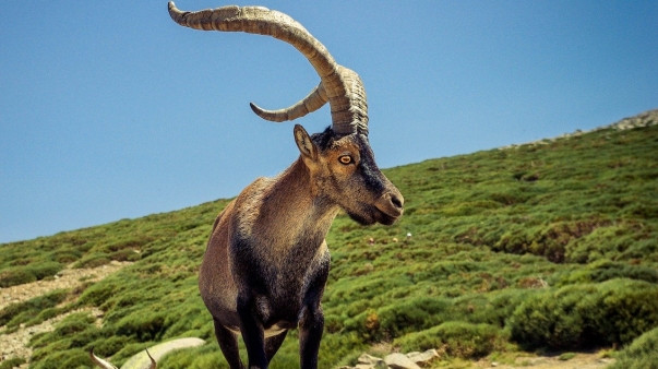goat-3535246_1280