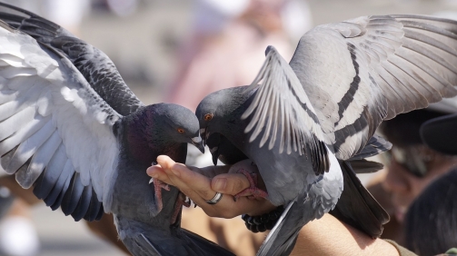pigeons-3346416_1280