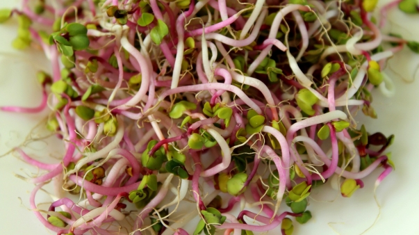 sprout-vegetables-3978521_1280