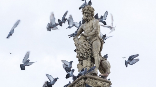 pigeons-3597609_1280