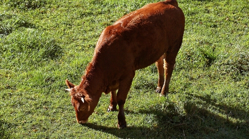 Red heifer