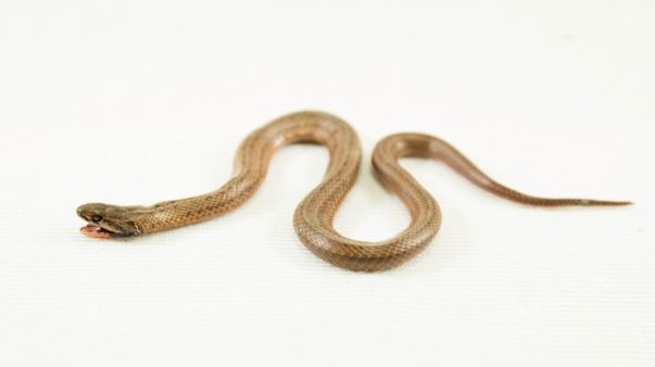 snake-2319872_1280