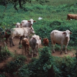 cows-3536058_1280