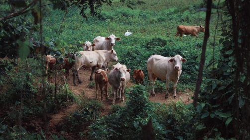 cows-3536058_1280