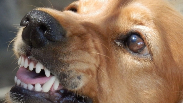 dog-329280_1280