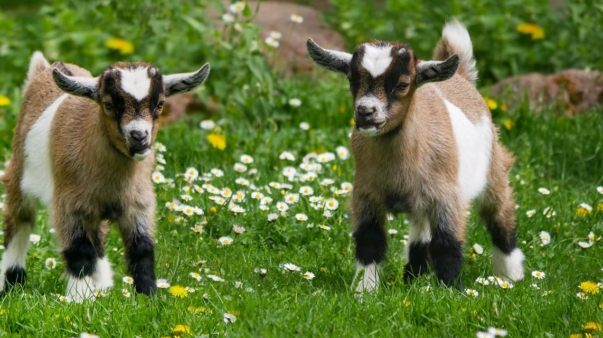 animal-3368102_1280