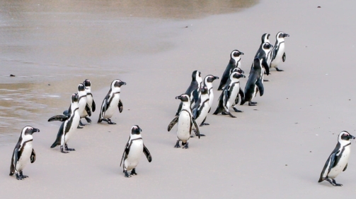 penguin-1719608_1920