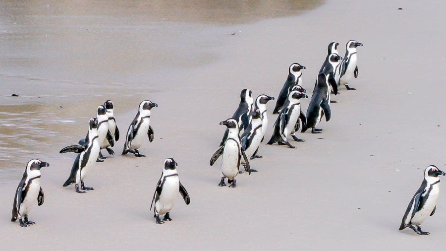 penguin-1719608_1920