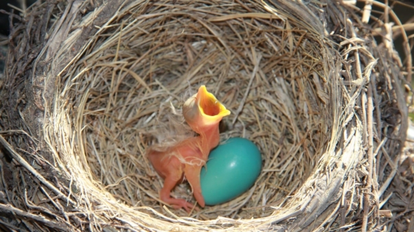 robin-3474998_1280