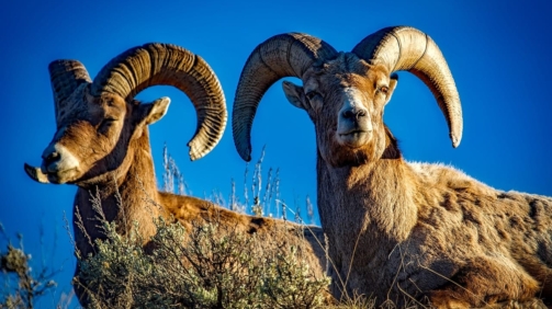 bighorn-1721514_1280